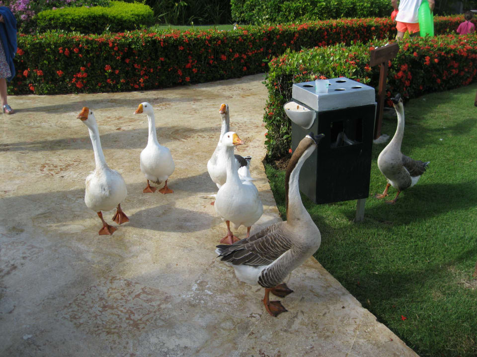 Gartenanlage Hotel Viva Dominicus Beach by Wyndham - All Inclusive Resort