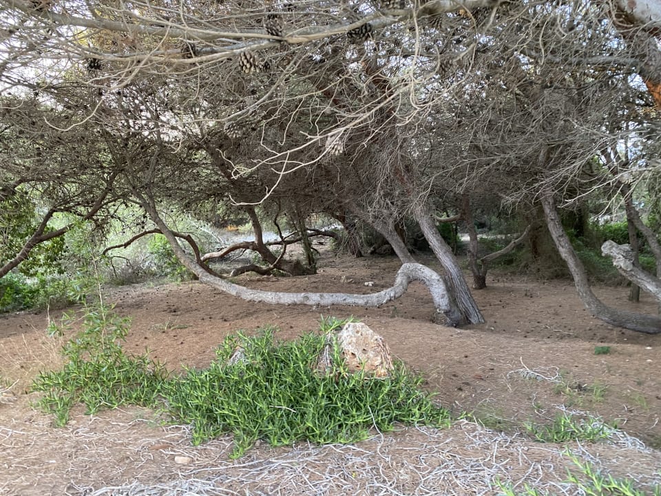 Gartenanlage Hipotels Bahía Cala Millor