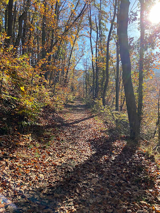 Ausblick Panoramic - Ihr Apartmenthotel im Harz