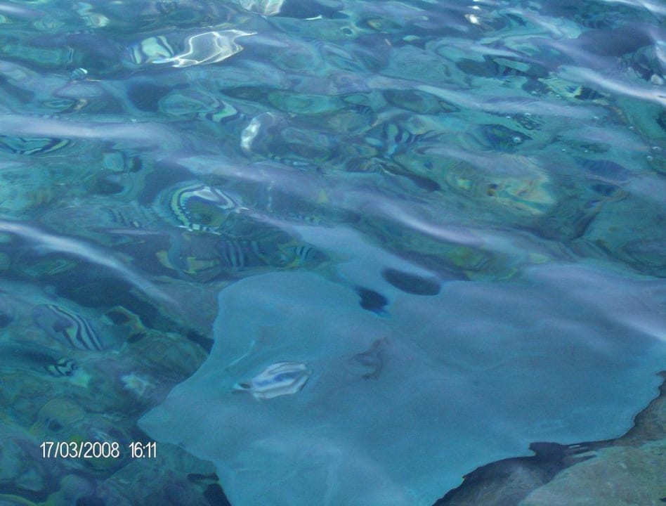 Stachelrochen Summer Island Maldives