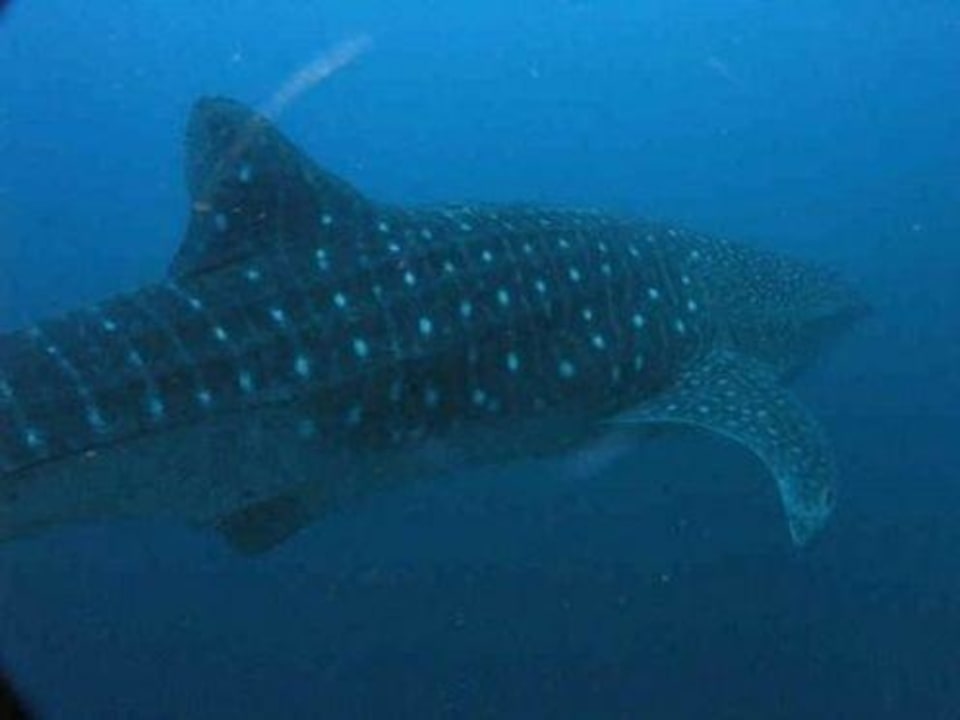 Whaleshark AGM Beachfront Resort
