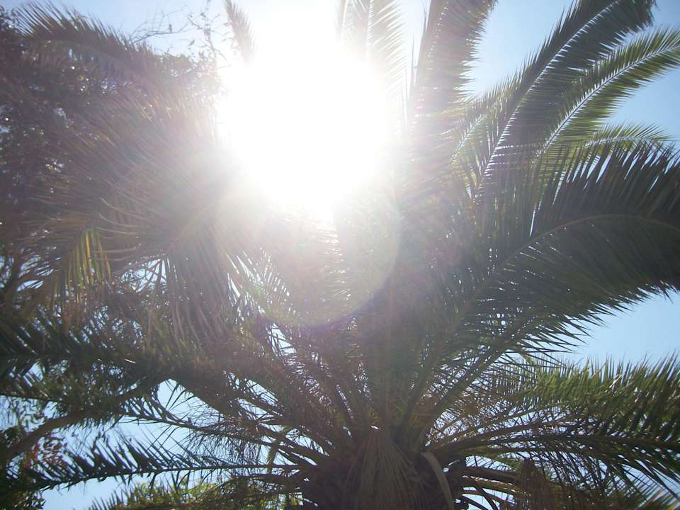 Super gepflegter Garten The Orangers Beach Resort and Bungalows