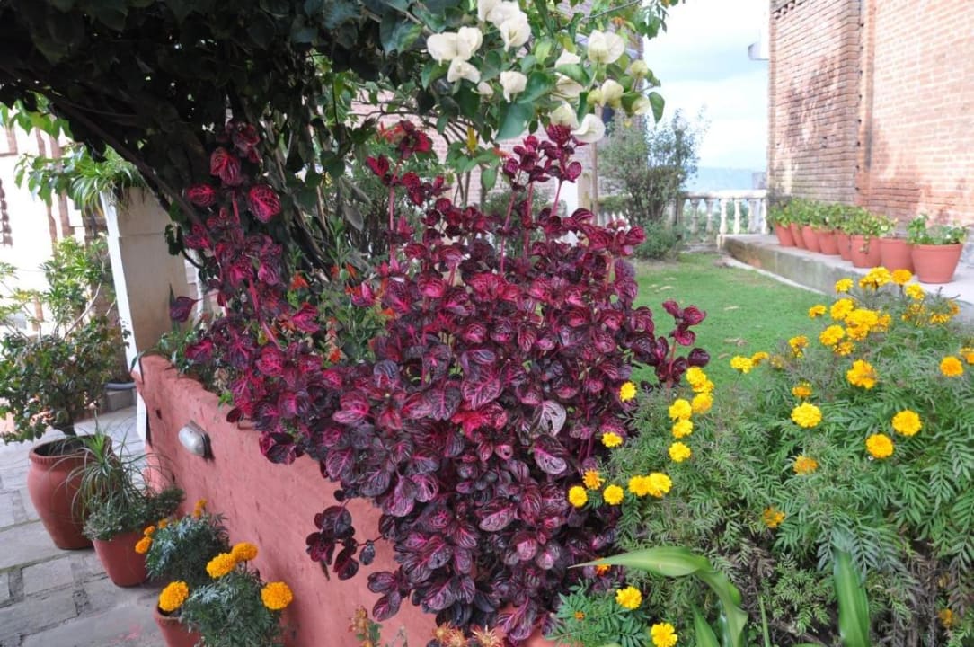 Viele Blumen Hotel Himalayan Horizon