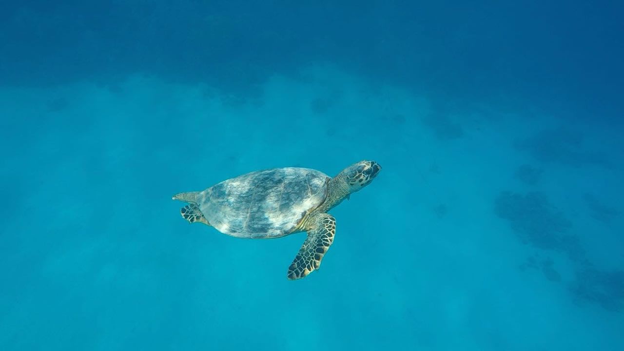 Strand Makadi Palace