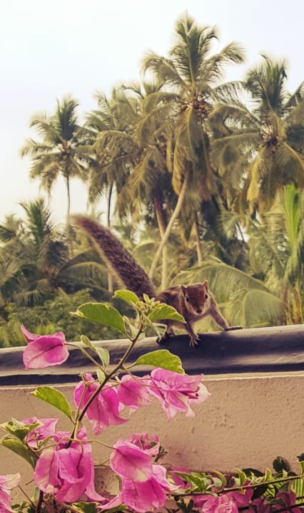 Ausblick Hotel Bentota Village