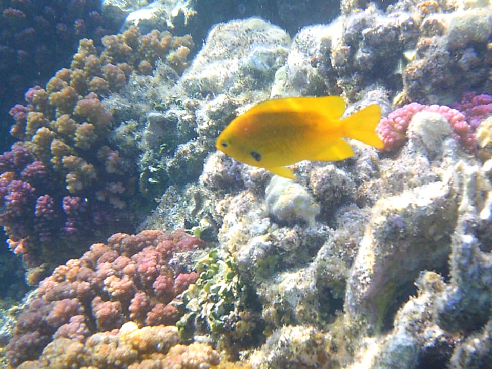 Sport & Freizeit Steigenberger Coraya Beach - Adults only