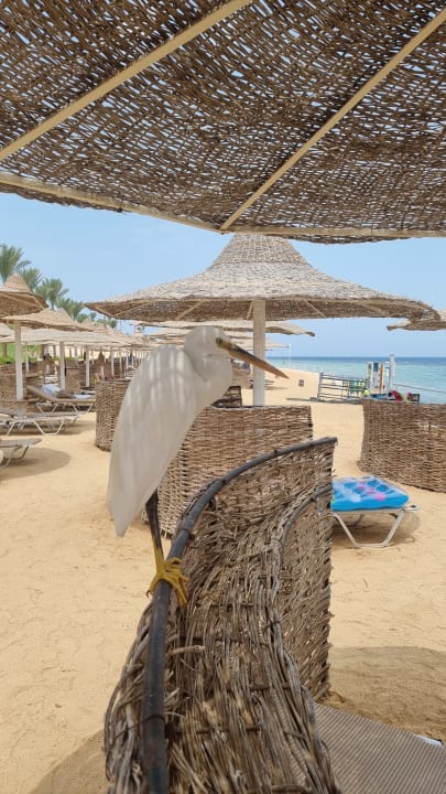 Strand Steigenberger Coraya Beach - Adults only