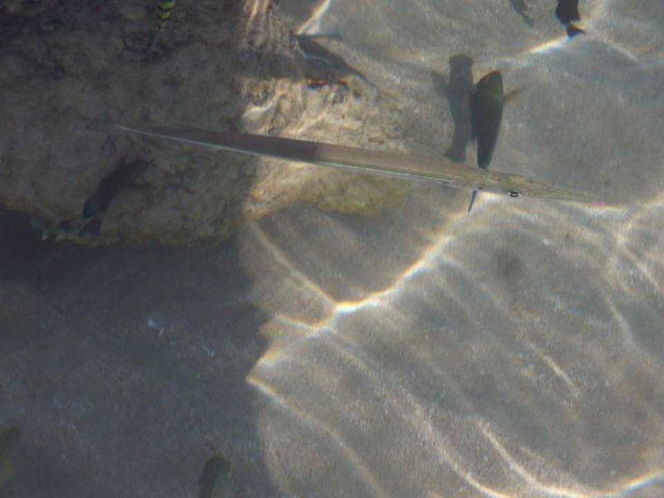 Fische am Strand Bahia Principe Grand El Portillo