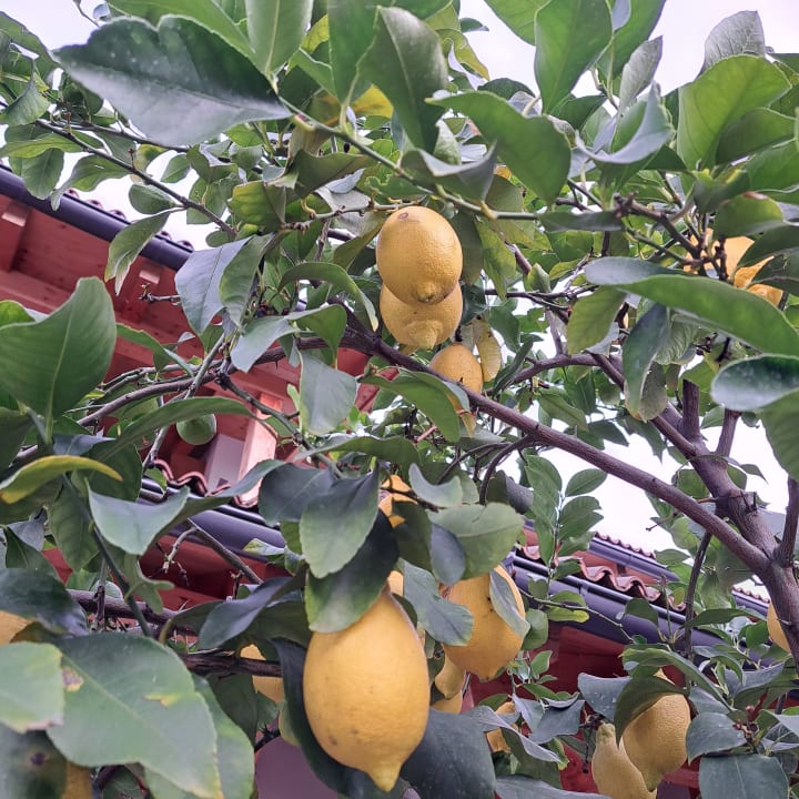 Gartenanlage Pension Hasslhof