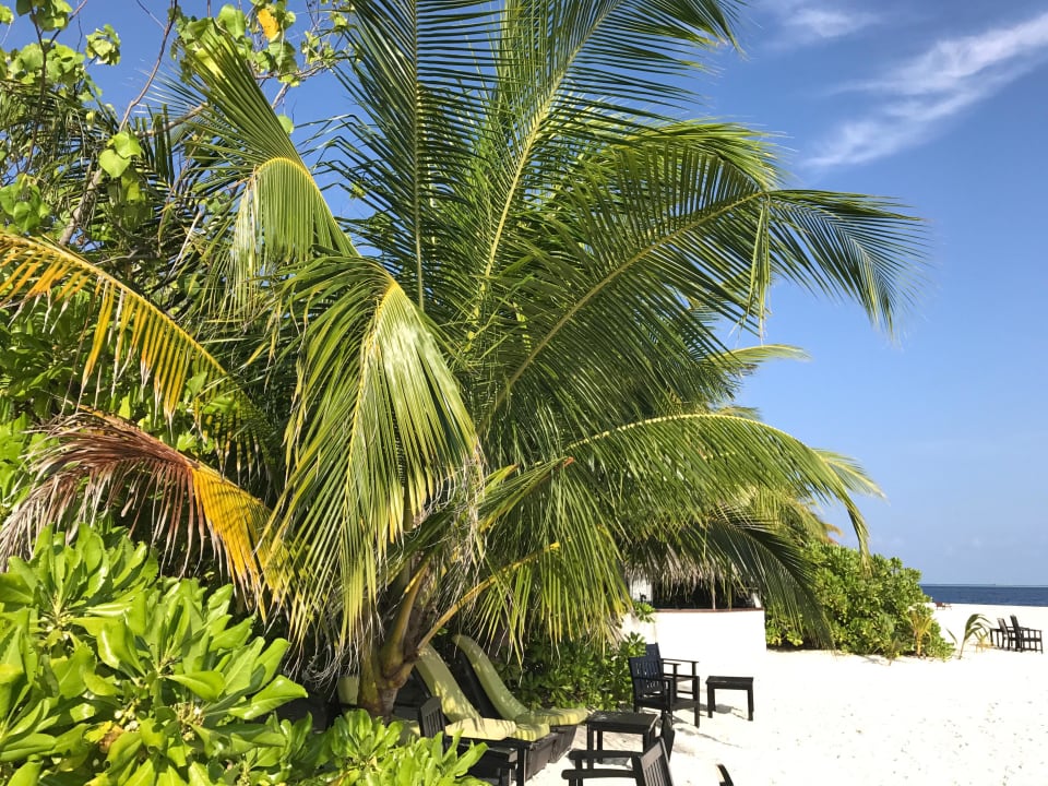 Beachbar Eri Maldives