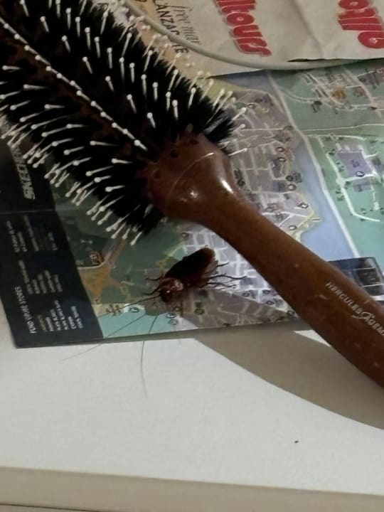 Zimmer allsun App.-Hotel Albatros