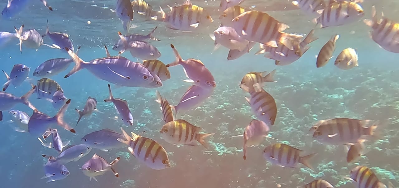 Strand Pickalbatros Sands Hotel - Port Ghalib