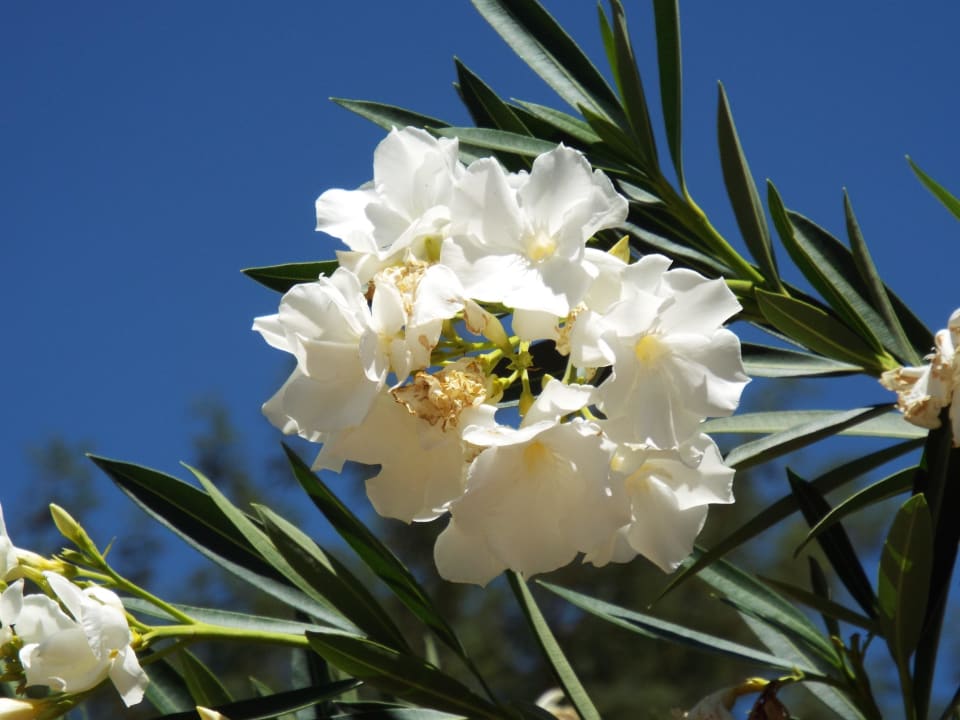 Blüten Kalahari Anib Lodge