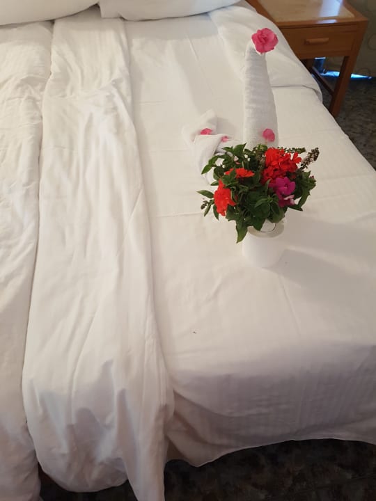 Zimmer Pharaoh Azur Resort
