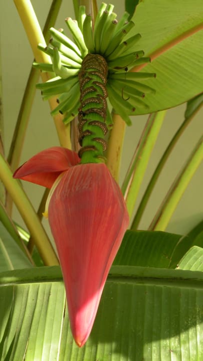 Bananen Sunprime Kamala Beach