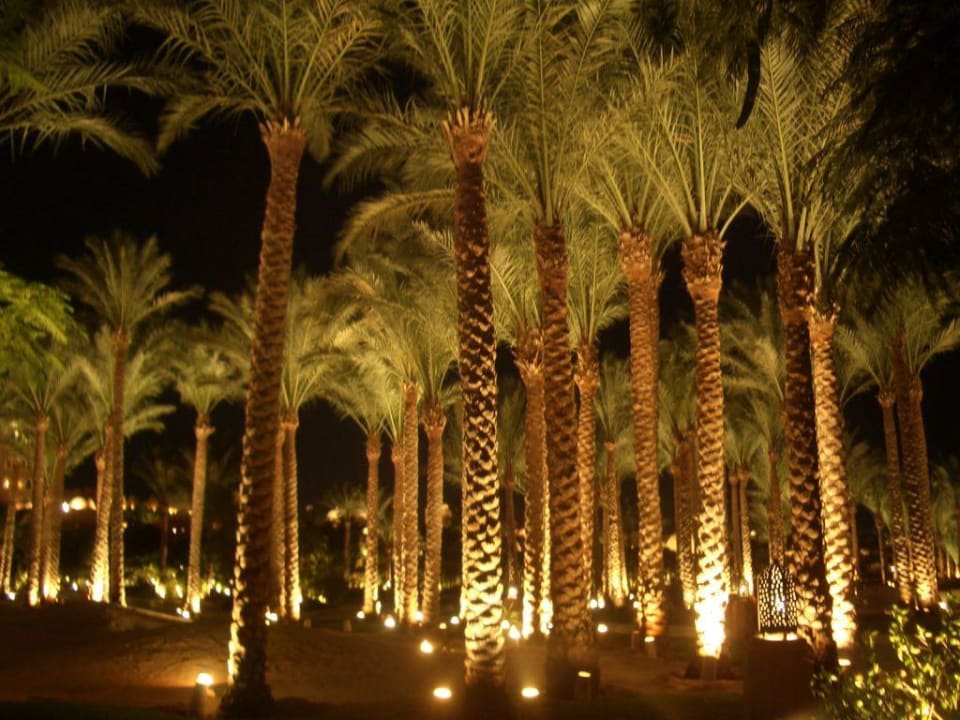 Palmen by Night Makadi Palace