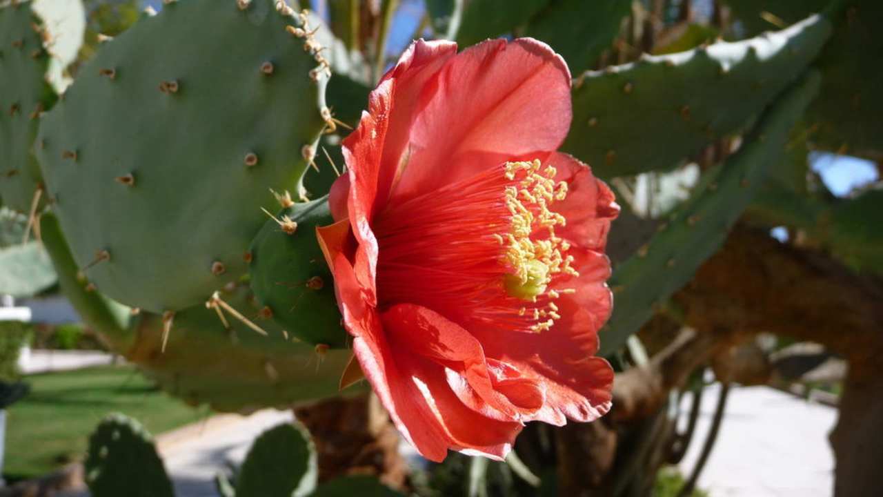 Blumen Ghazala Beach