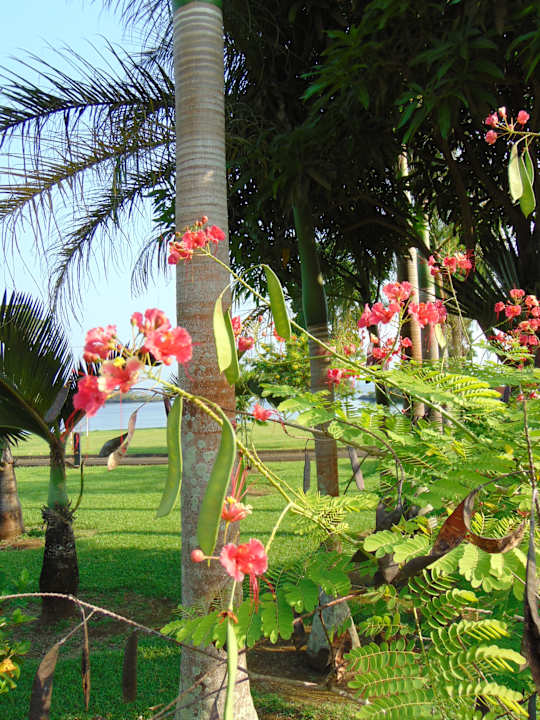 Gartenanlage Sofitel Malabo Sipopo Le Golf