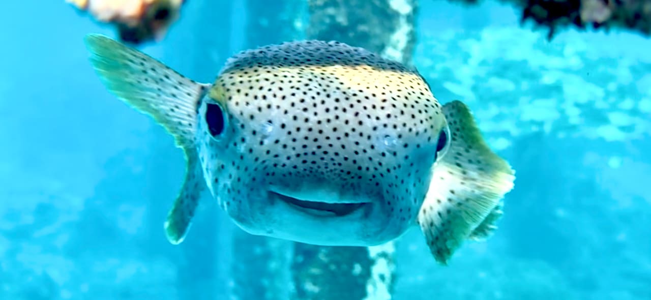 Strand Beach Safari Nubian Resort