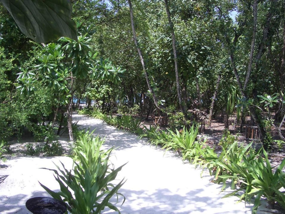 Blick auf die gepflegten Wege im Inselinneren NH Collection Maldives Reethi Resort