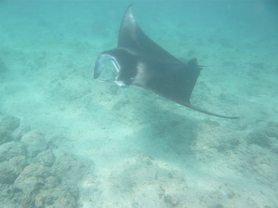 Unterwasserwelt Meeru Maldives Resort Island
