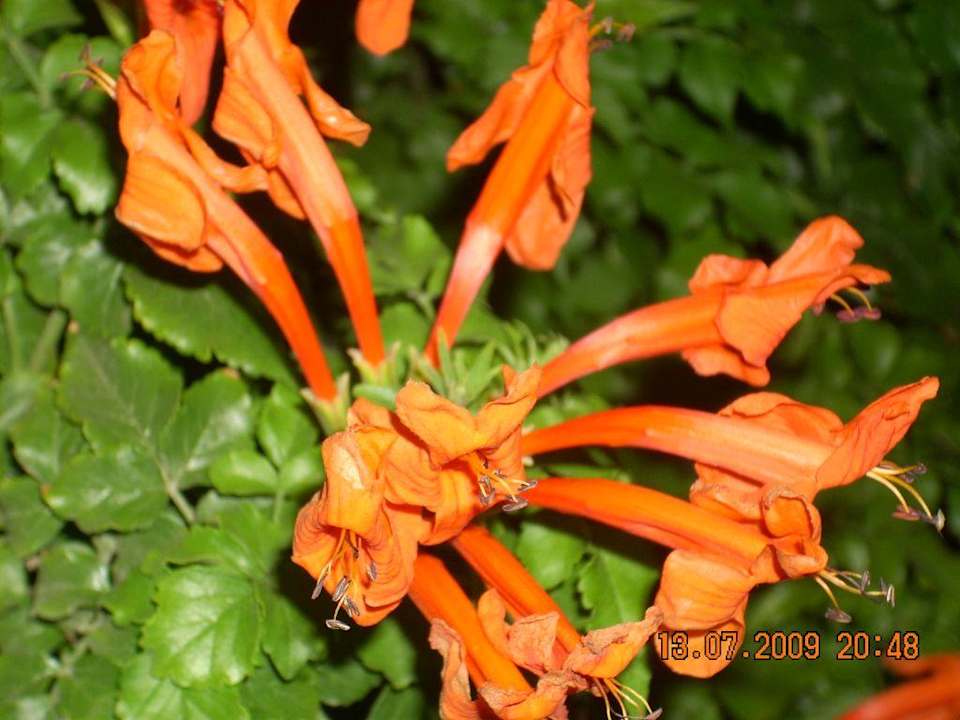 Такие цветы Pickalbatros Aqua Park Resort - Hurghada