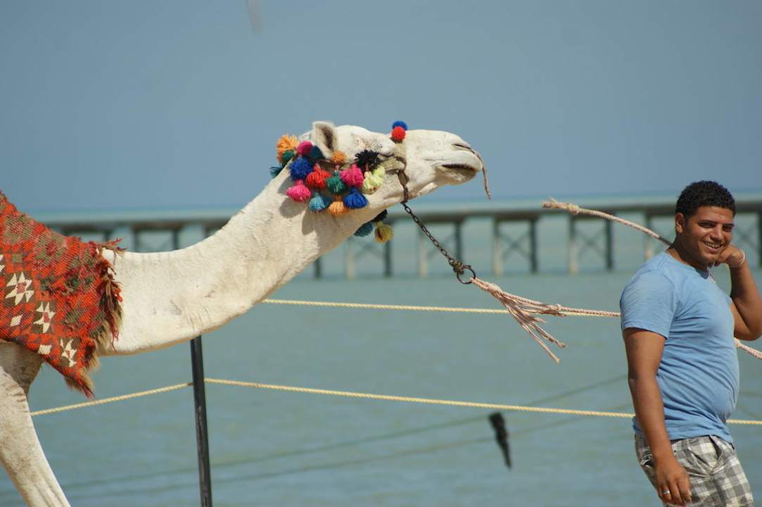 Верблюд Оскар и его хозяин Riviera Aqua Park Resort