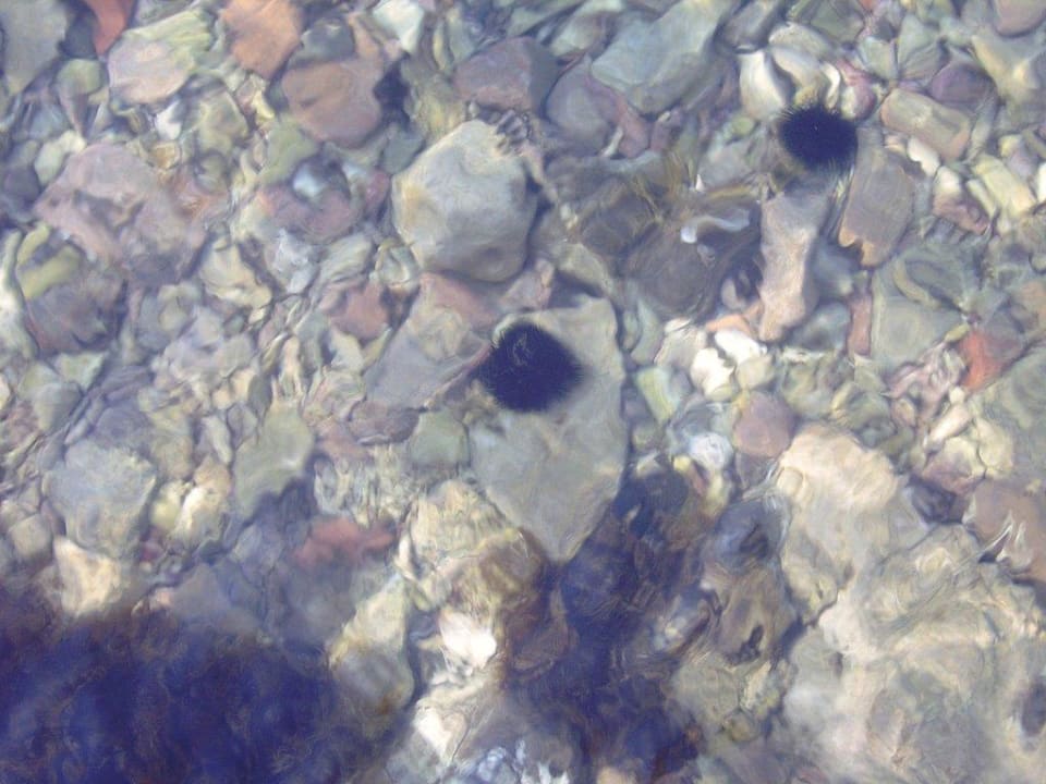 Vorsicht Seeigel Hotel Zlatni Lav