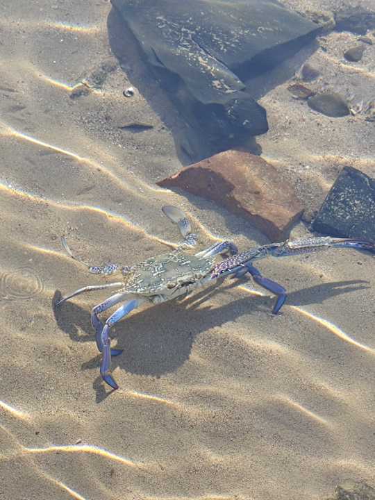 Sonstiges Sheraton Miramar Resort El Gouna