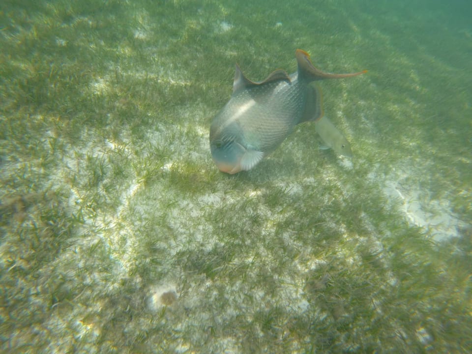 Strand Kuredu Island Resort & Spa