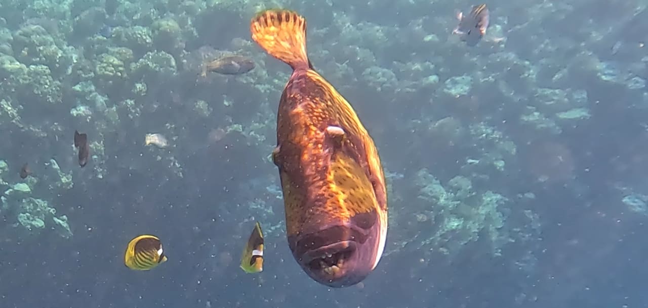 Strand Pickalbatros Sands Hotel - Port Ghalib