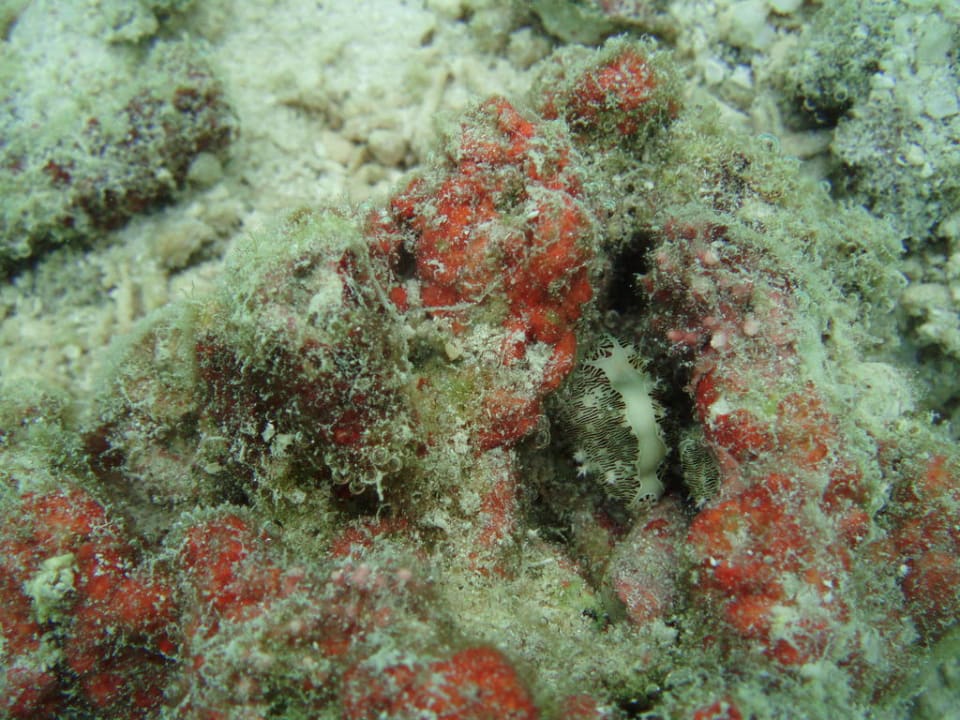 Nackt Schnecke Adaaran Select Hudhuran Fushi - Premium All Inclusive