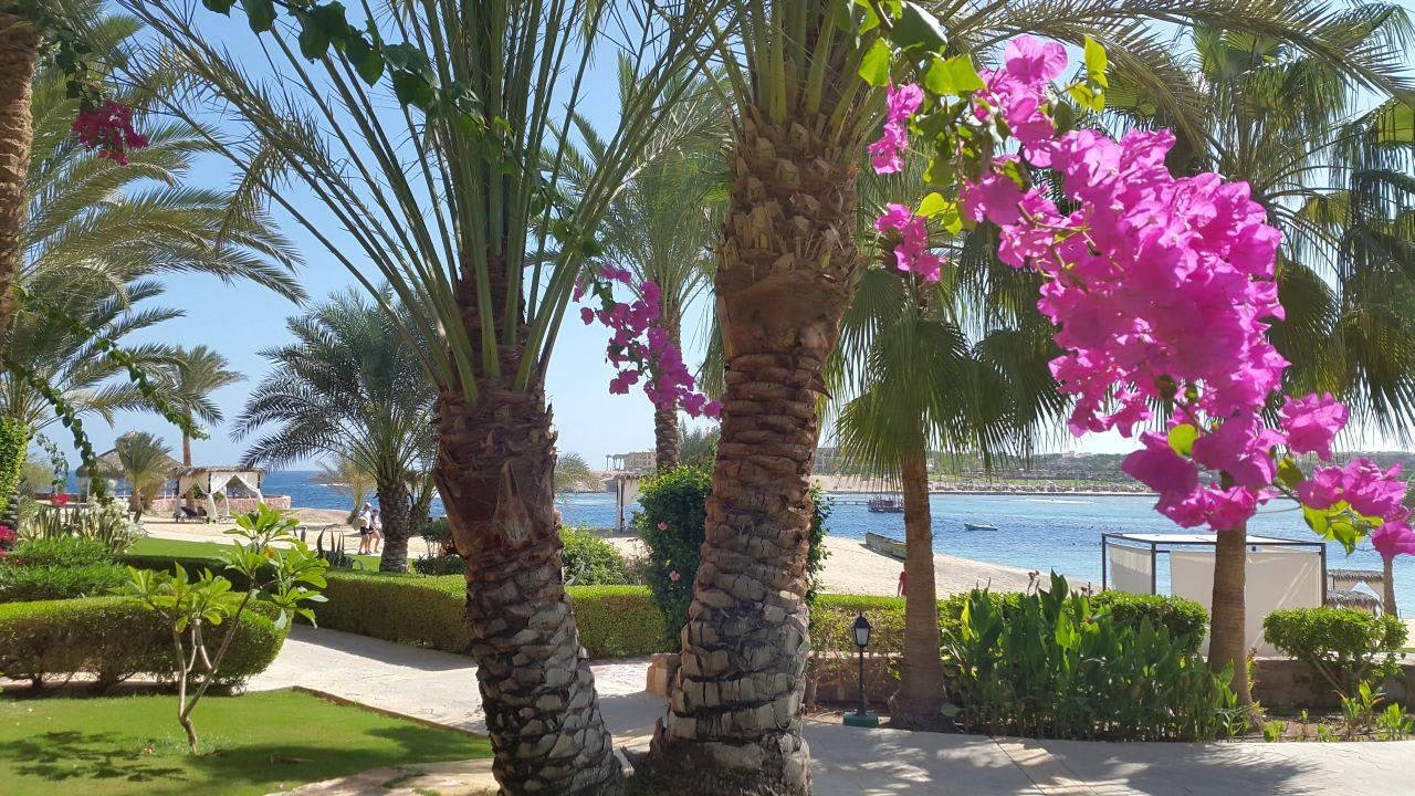 Hinter dem Pool zum Meer Steigenberger Coraya Beach - Adults only