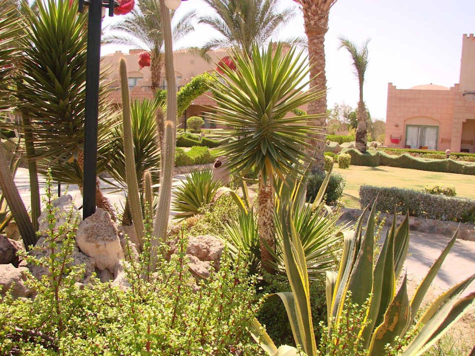 Roślinki Sentido Akassia Beach