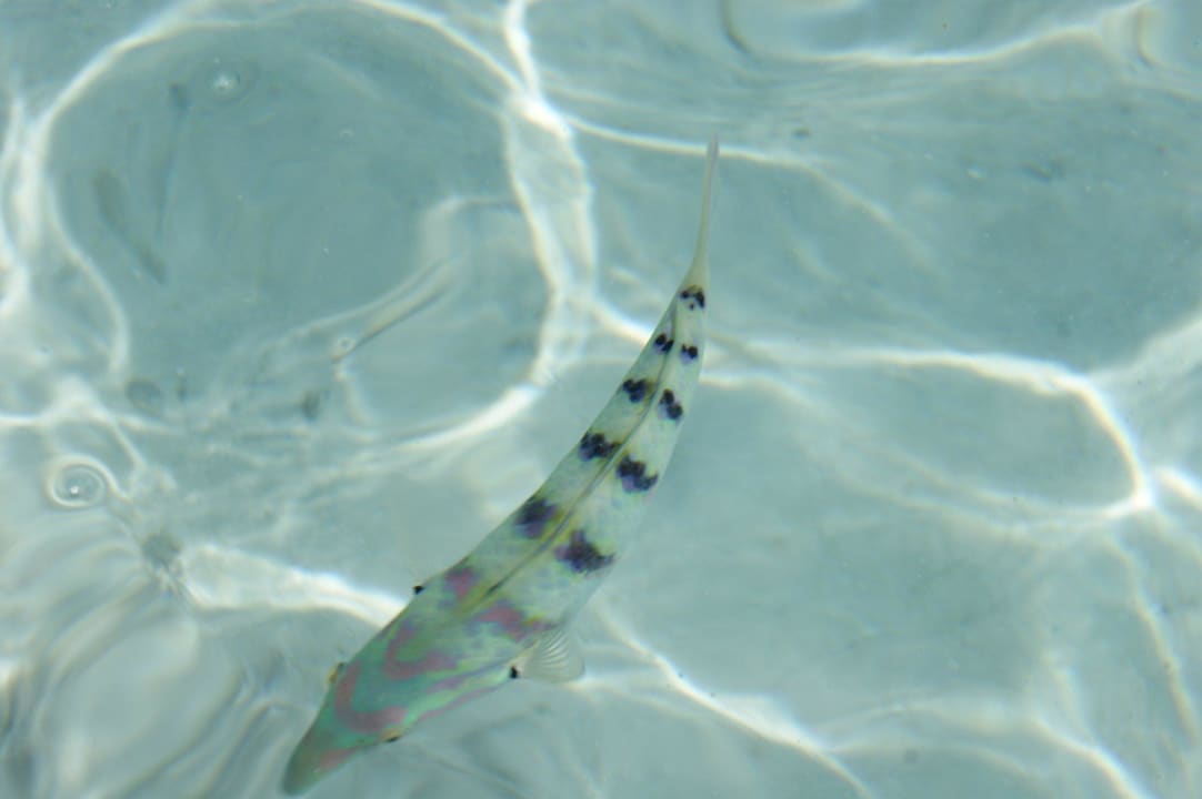 Schöner bunter Fisch Summer Island Maldives