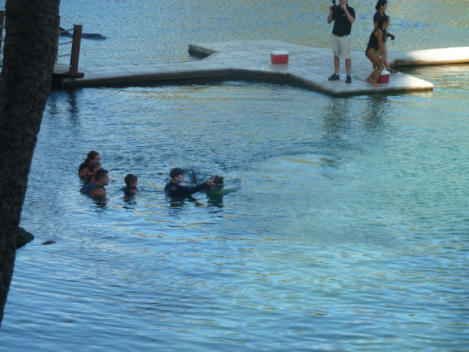 Dolphin-Becken The Kahala Hotel & Resort