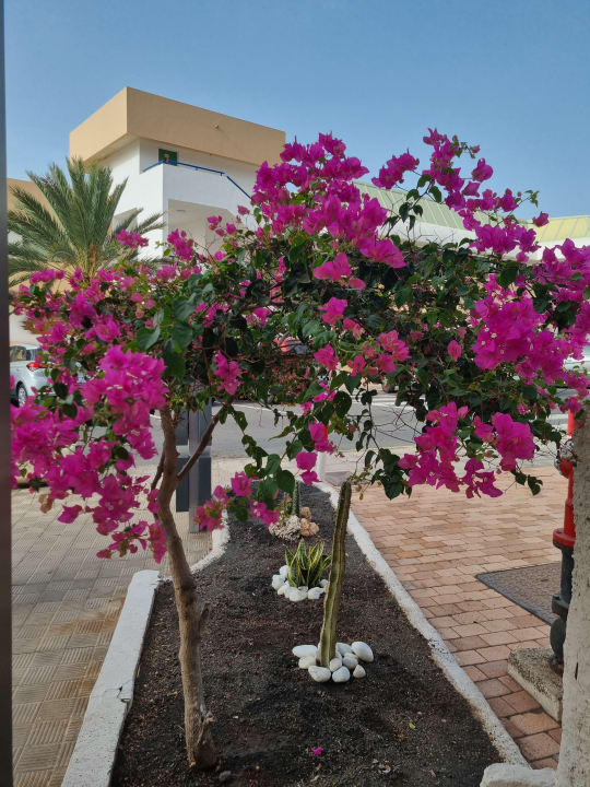 Gartenanlage Servatur Alameda de Jandía