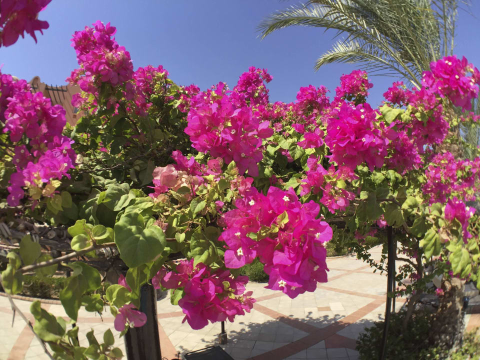 Am Pool gepflegte Pflanzen Jaz Makadi Oasis Resort