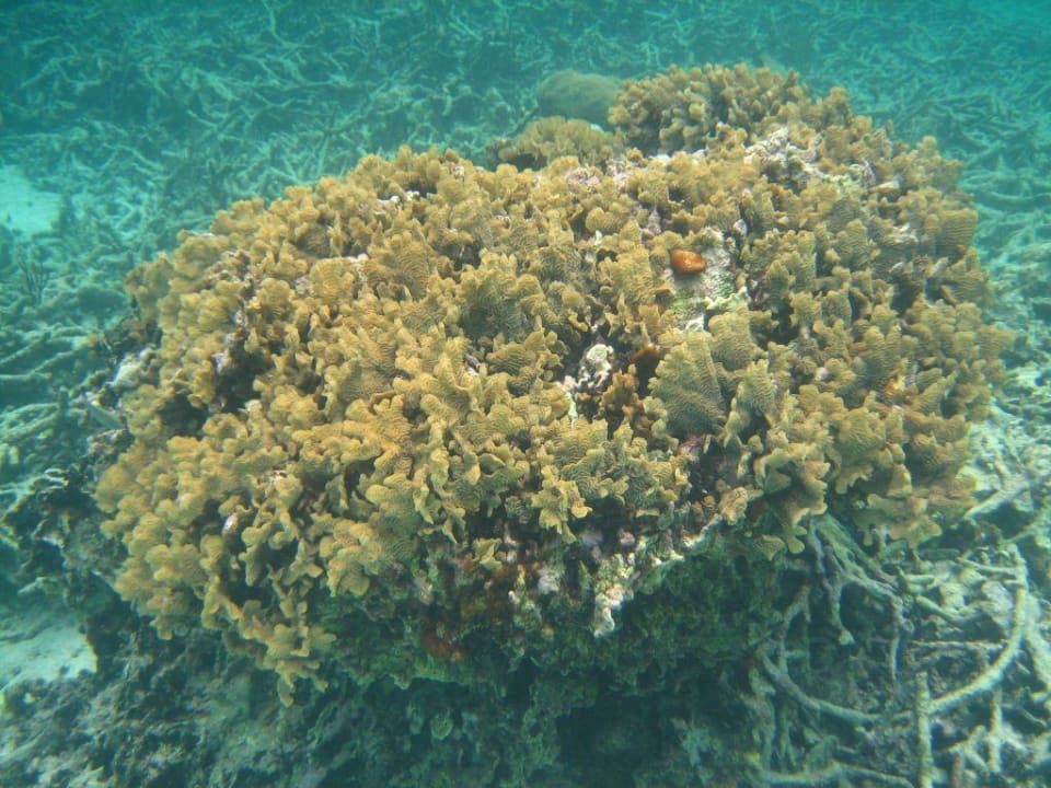 Korallen in Strandnähe Grand Oasis Tulum Riviera - All Inclusive