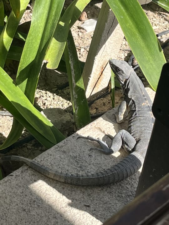 Gartenanlage Akumal Bay Beach & Wellness Resort