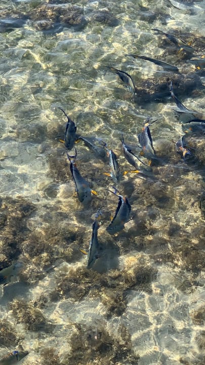 Strand Stella Garden Resort & Spa, Makadi Bay