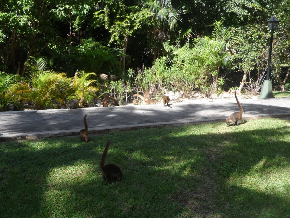 Ostronosy Hotel Riu Tequila