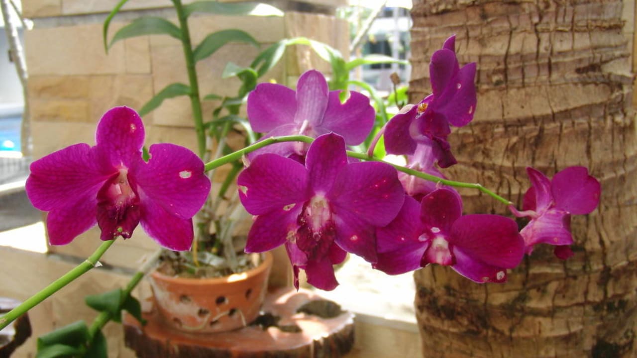 Orchideen Hotel Lanta Sand Resort & Spa