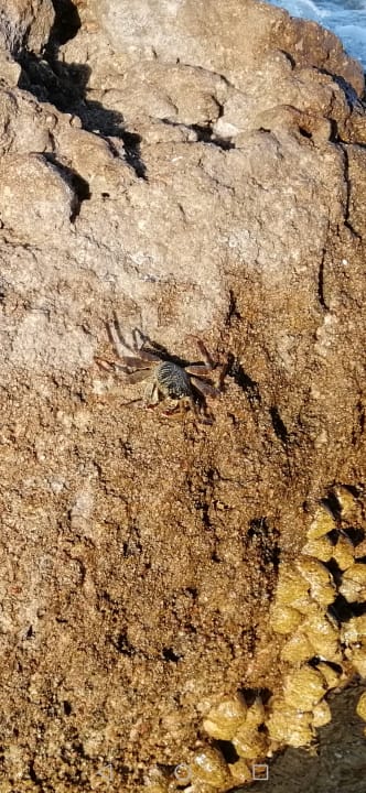 Strand Pickalbatros Citadel Resort