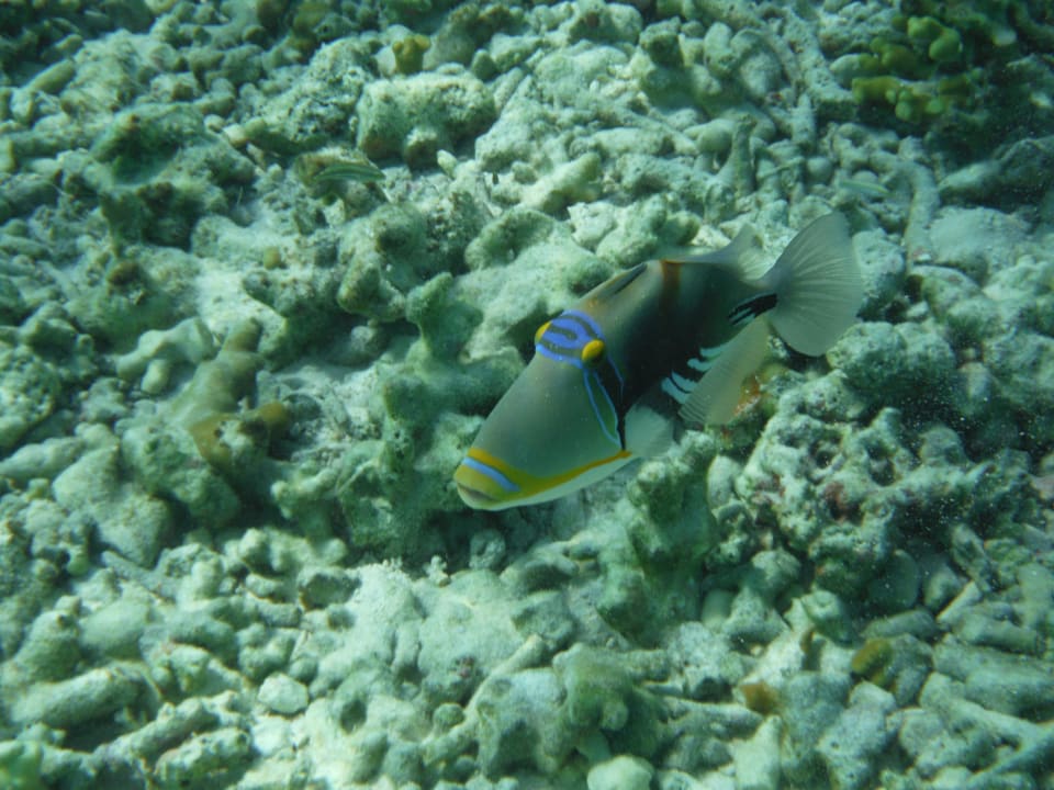 Picasso-Fisch  Summer Island Maldives