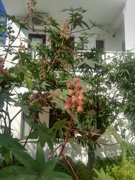 Gartenanlage Hotel Chrousso Village