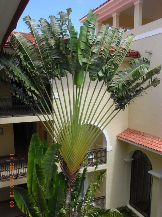 Fächerpalmen Hotel Riu Palace Mexico