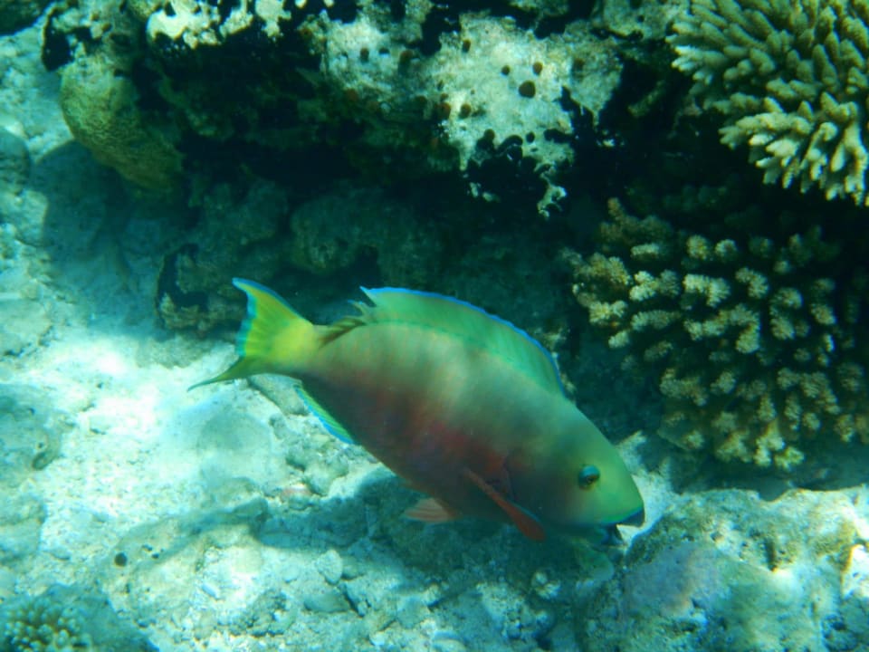 Ein Papageien-Fisch Cinnamon Hakuraa Huraa Maldives