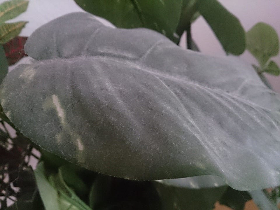 Staub auf den Kunstblumen Haus Marinus