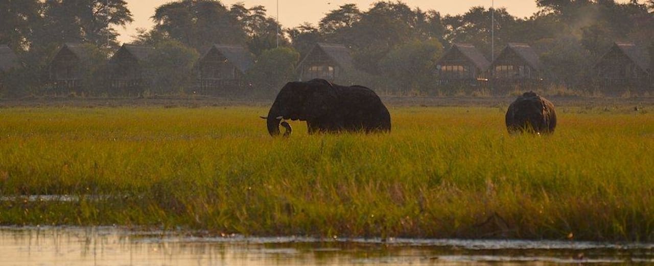 Elephants in front of Sedudu Island Chobe Water Villas